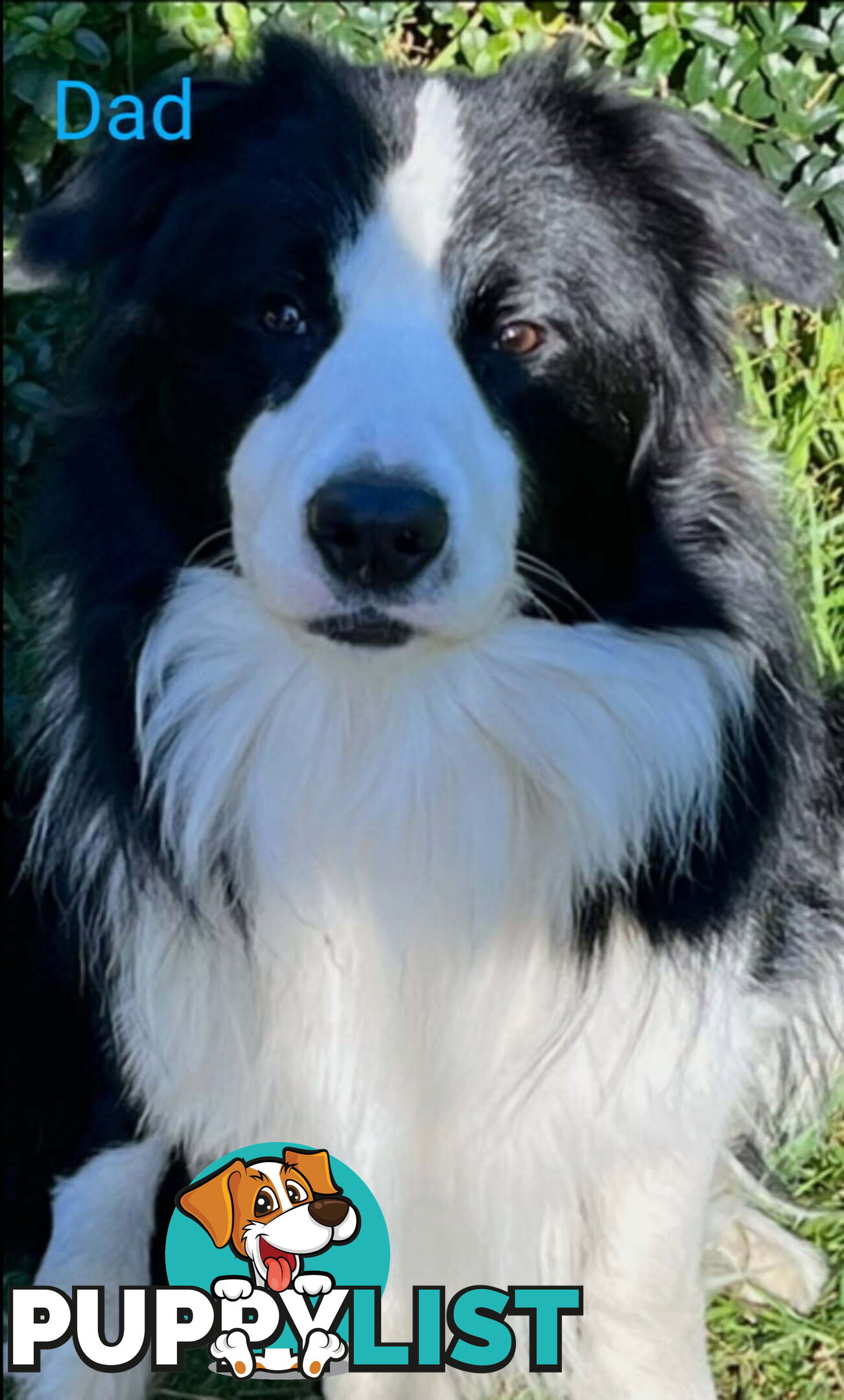 Pure bred Border Collie puppies