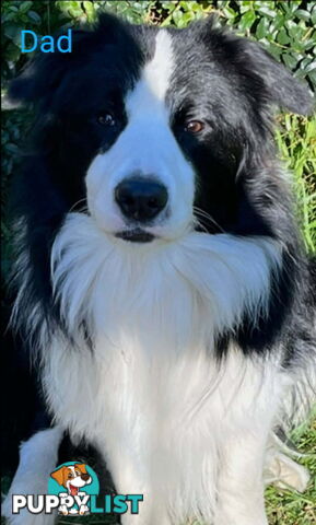 Pure bred Border Collie puppies