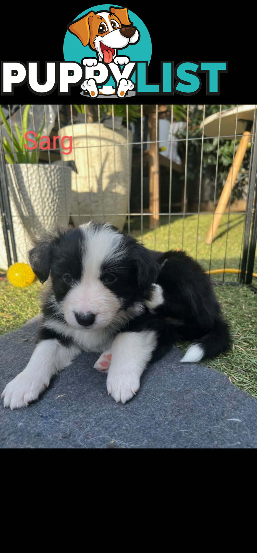 Pure bred Border Collie puppies