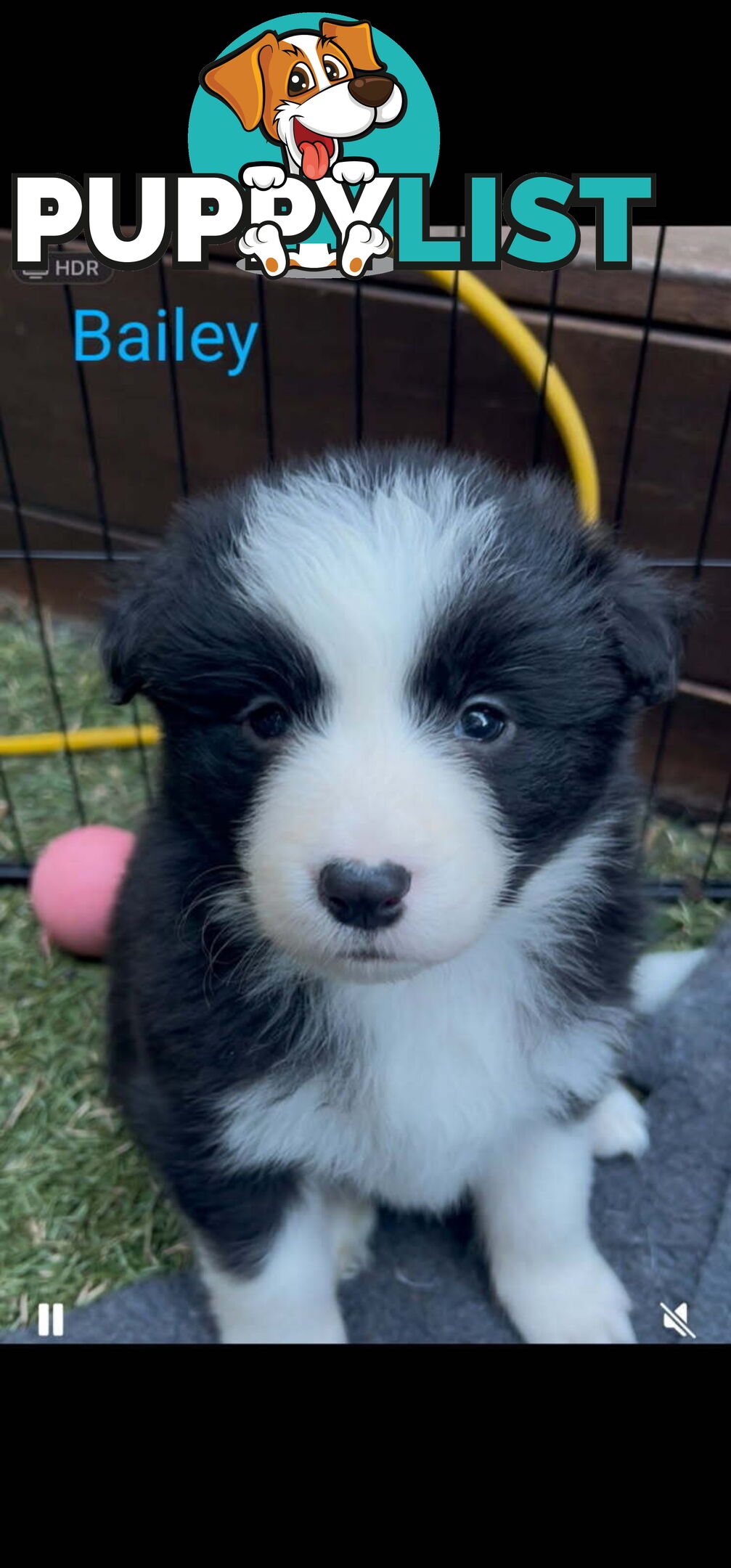 Pure bred Border Collie puppies