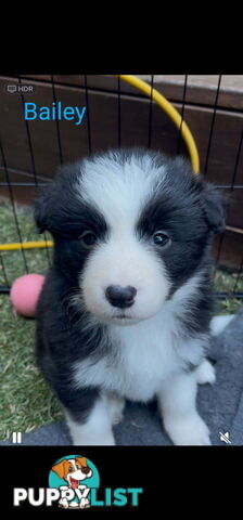 Pure bred Border Collie puppies