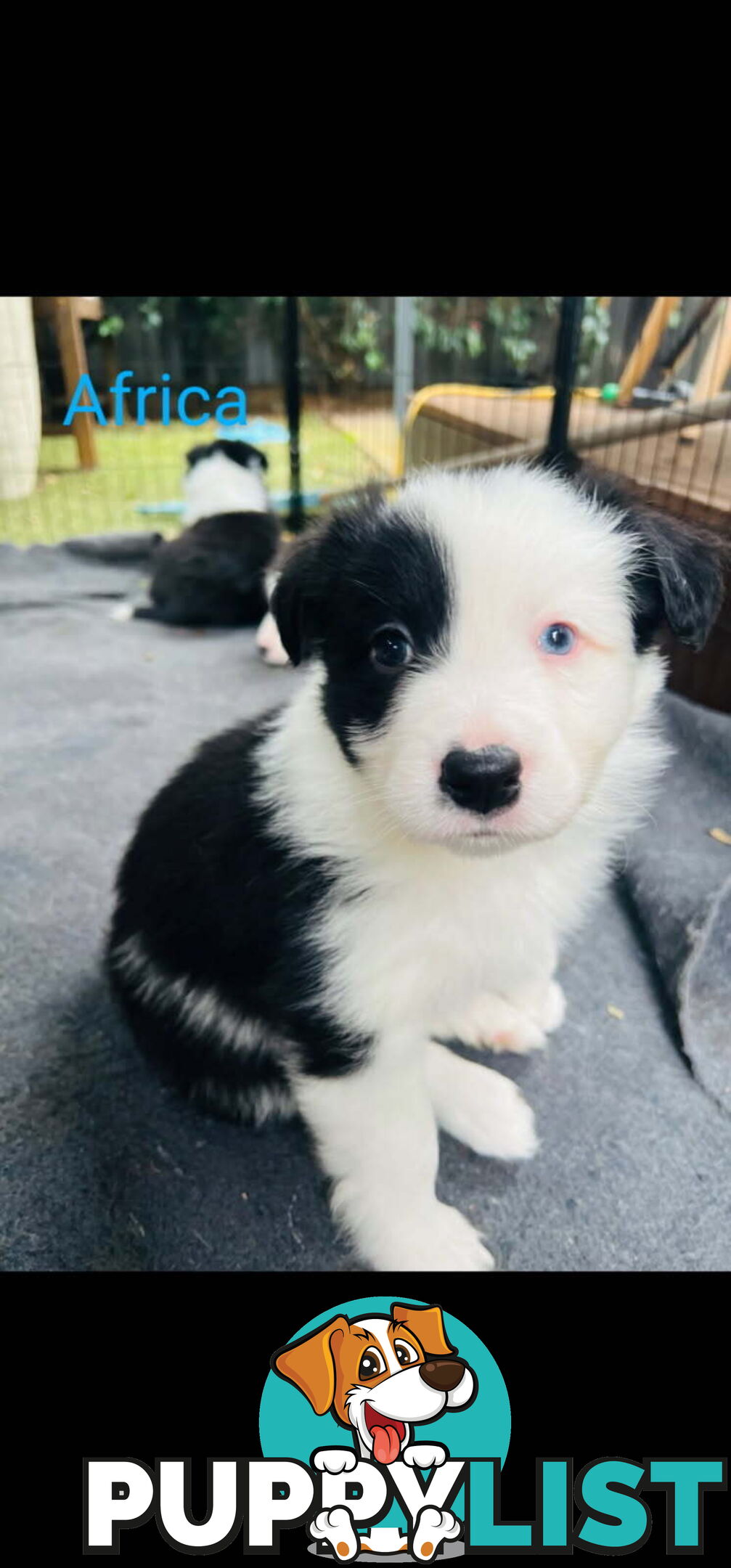 Pure bred Border Collie puppies