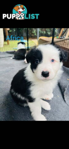 Pure bred Border Collie puppies