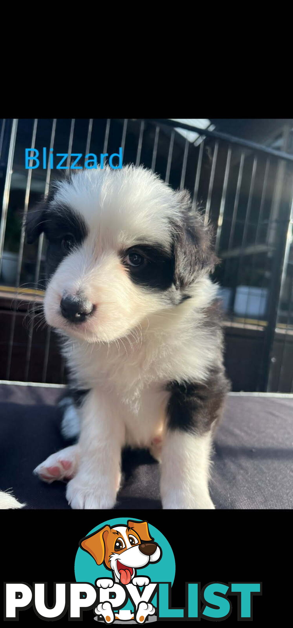Pure bred Border Collie puppies