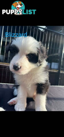 Pure bred Border Collie puppies