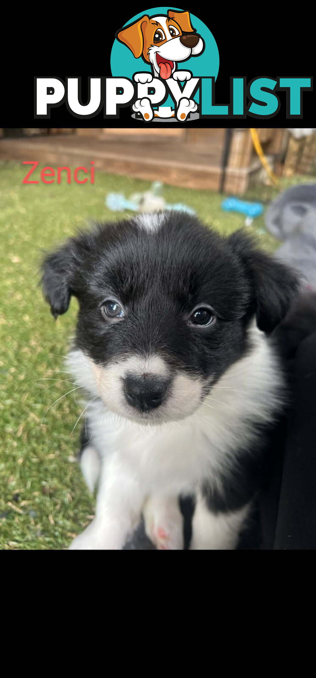 Pure bred Border Collie puppies