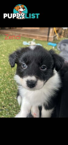 Pure bred Border Collie puppies