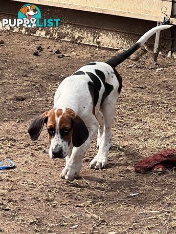 English Foxhound Pups, 4 months old