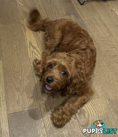 Cavoodle