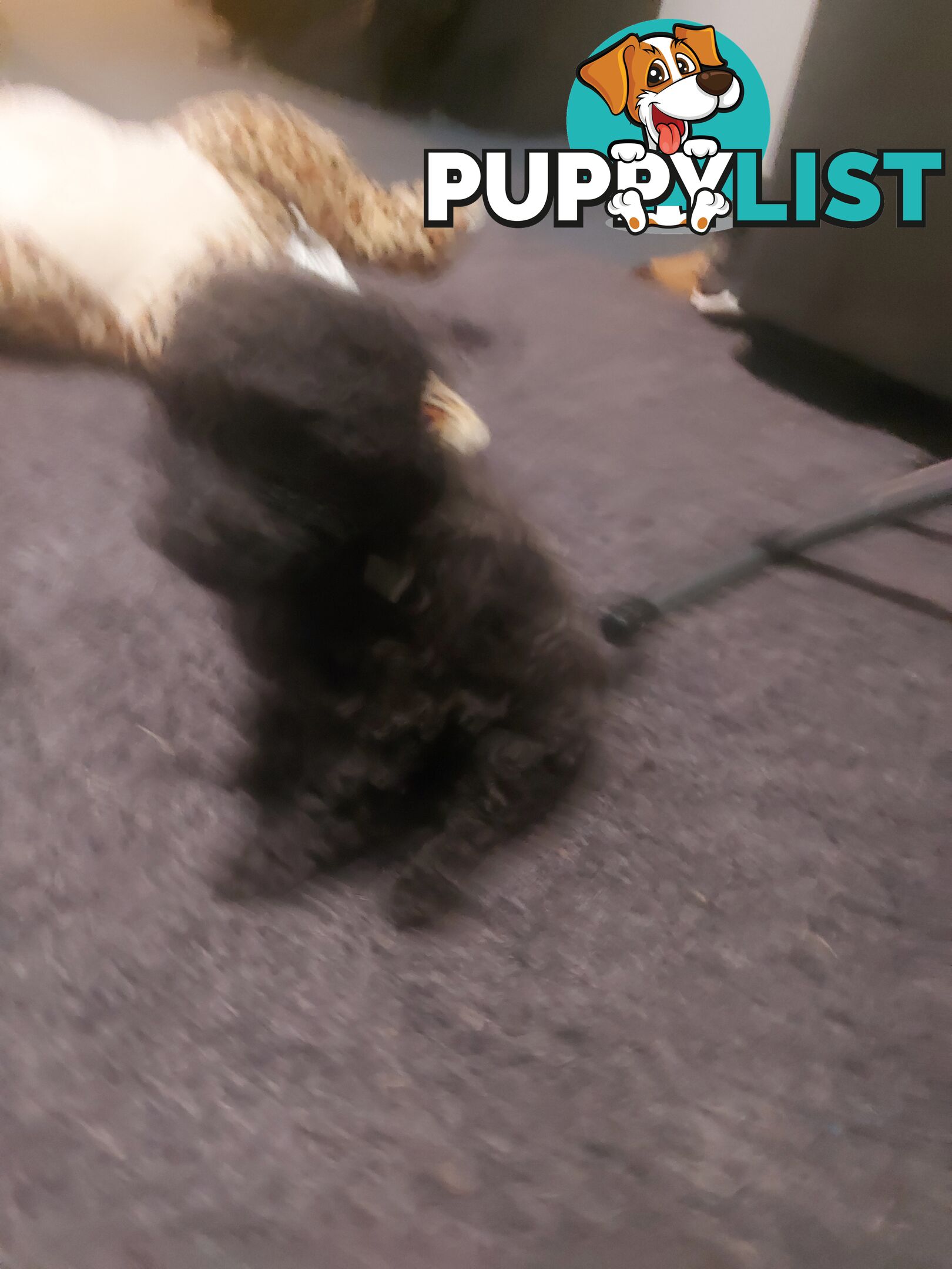 Purebred toy poodle
