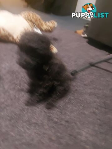 Purebred toy poodle