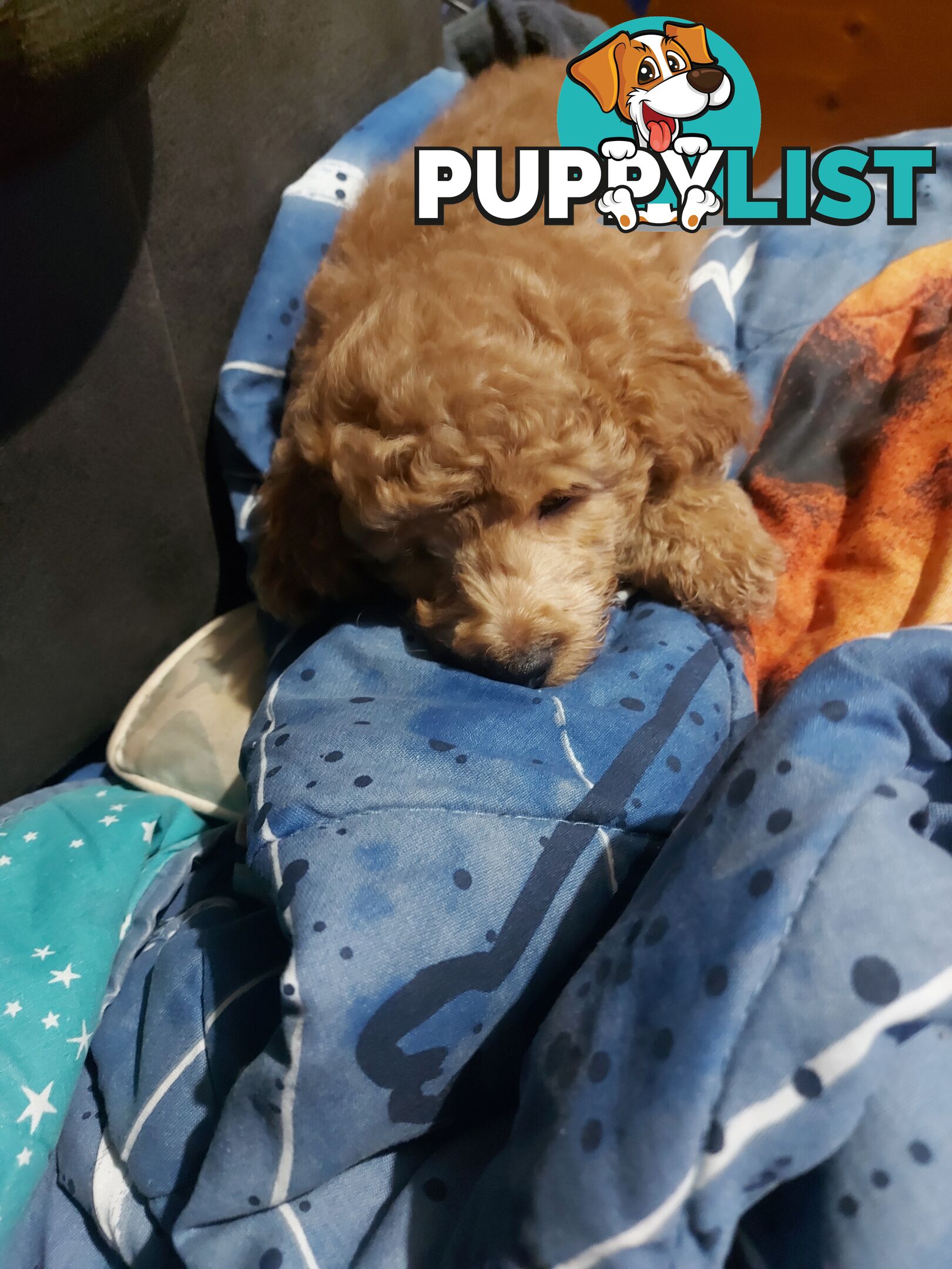 Purebred toy poodle