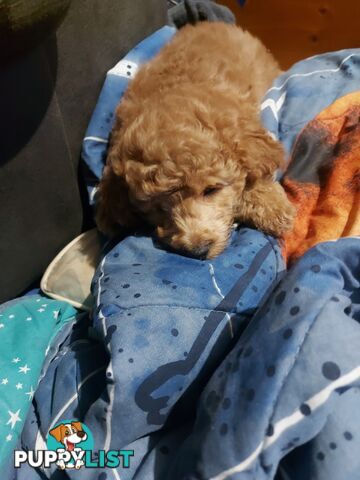 Purebred toy poodle