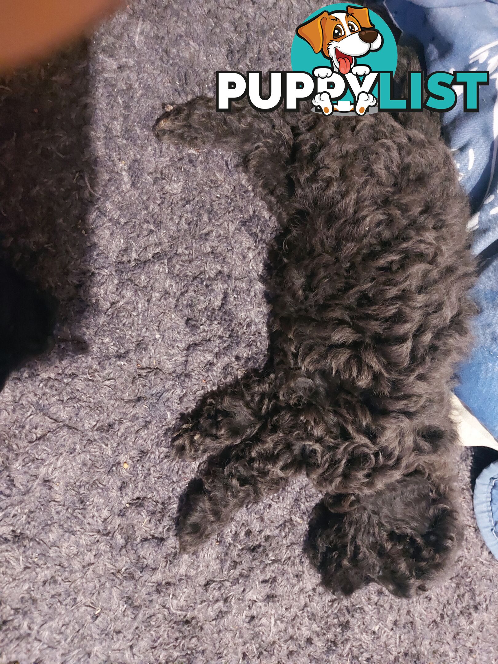 Purebred toy poodle