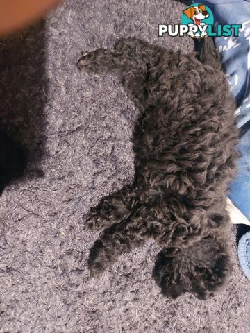 Purebred toy poodle
