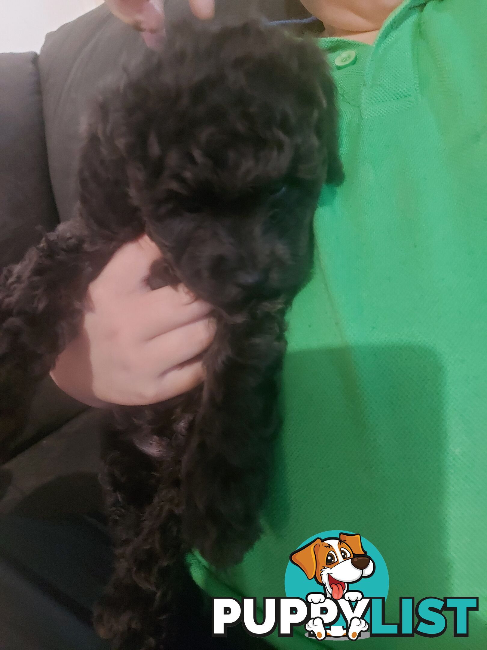 Purebred toy poodle