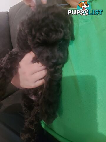 Purebred toy poodle