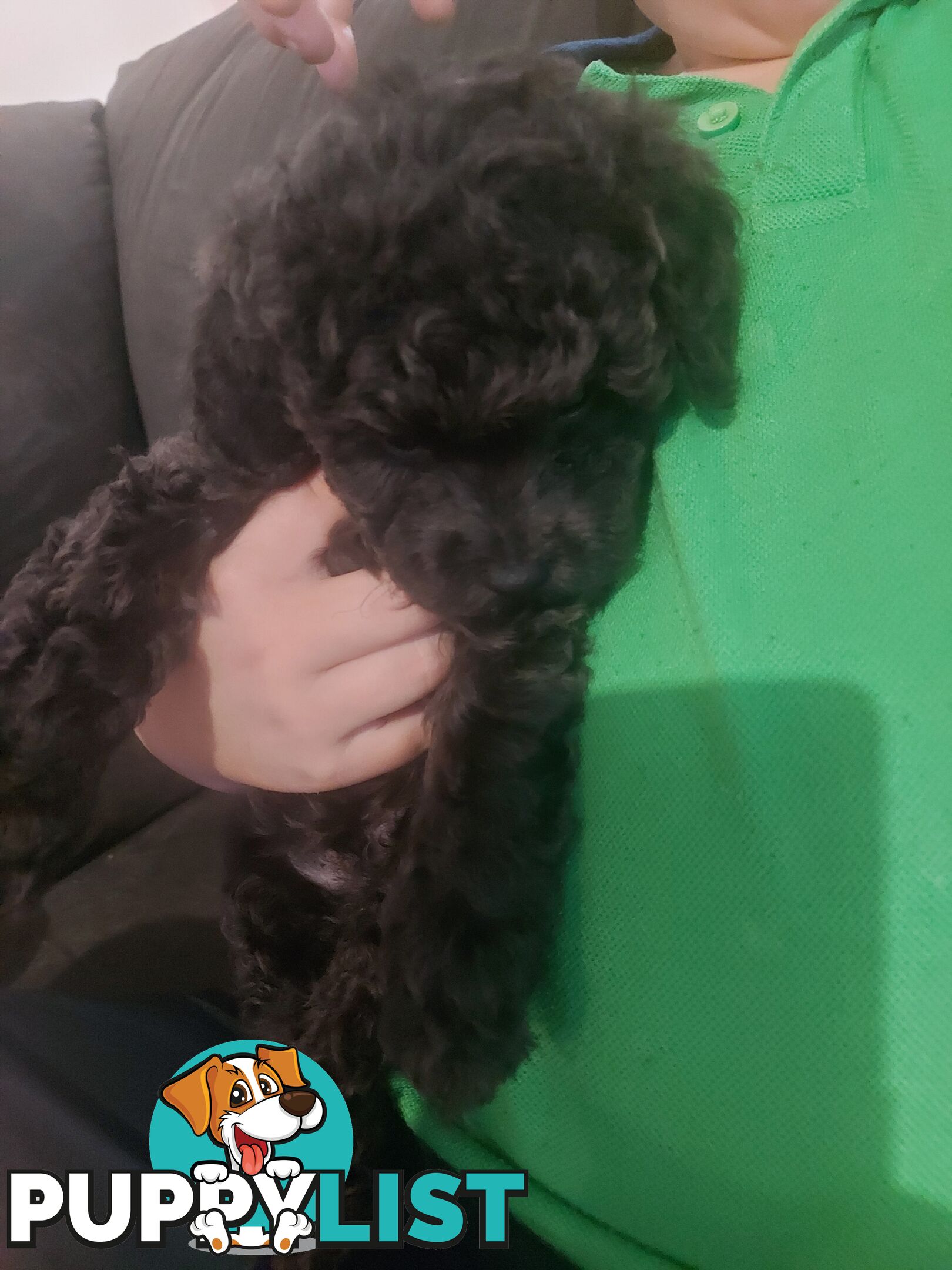 Purebred toy poodle