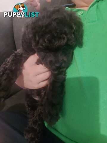 Purebred toy poodle