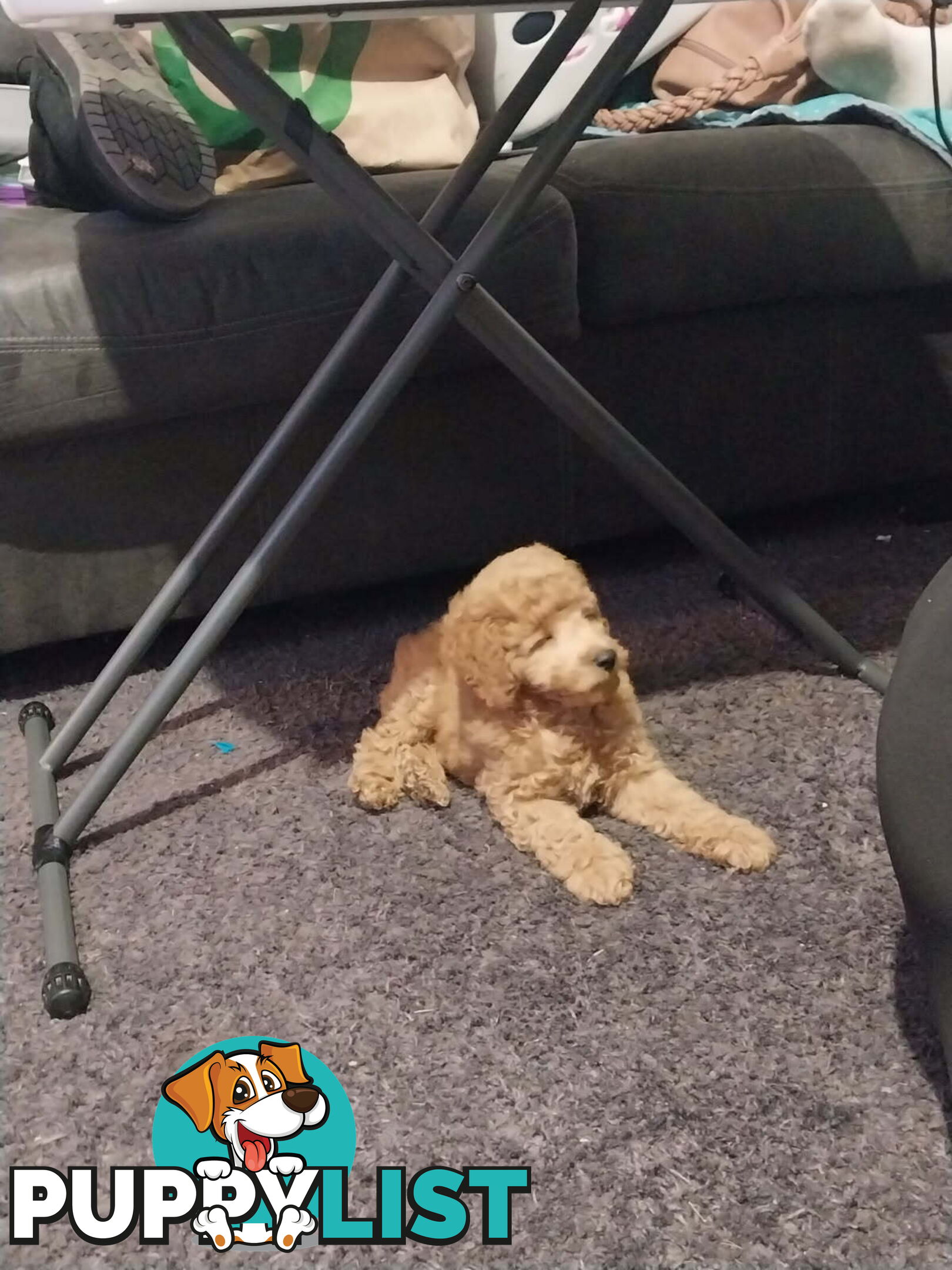 Purebred toy poodle