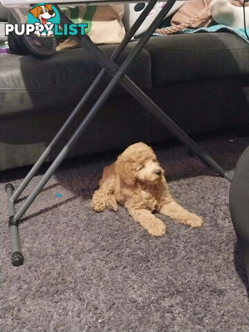Purebred toy poodle