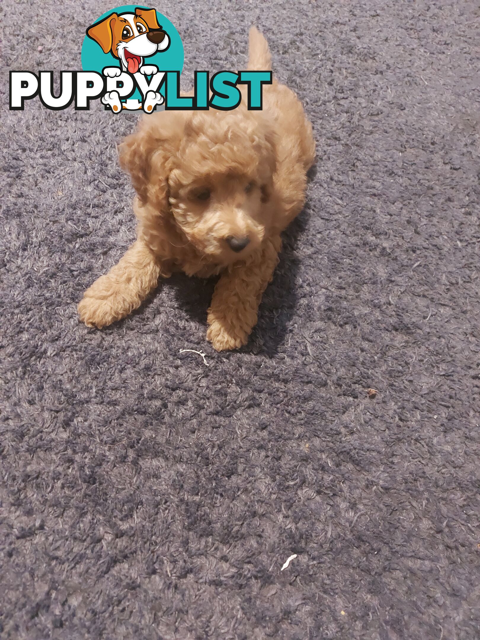Purebred toy poodle