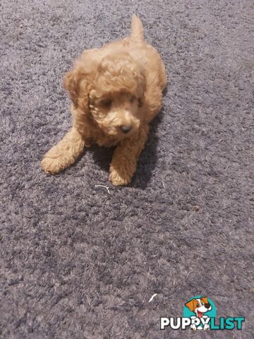 Purebred toy poodle