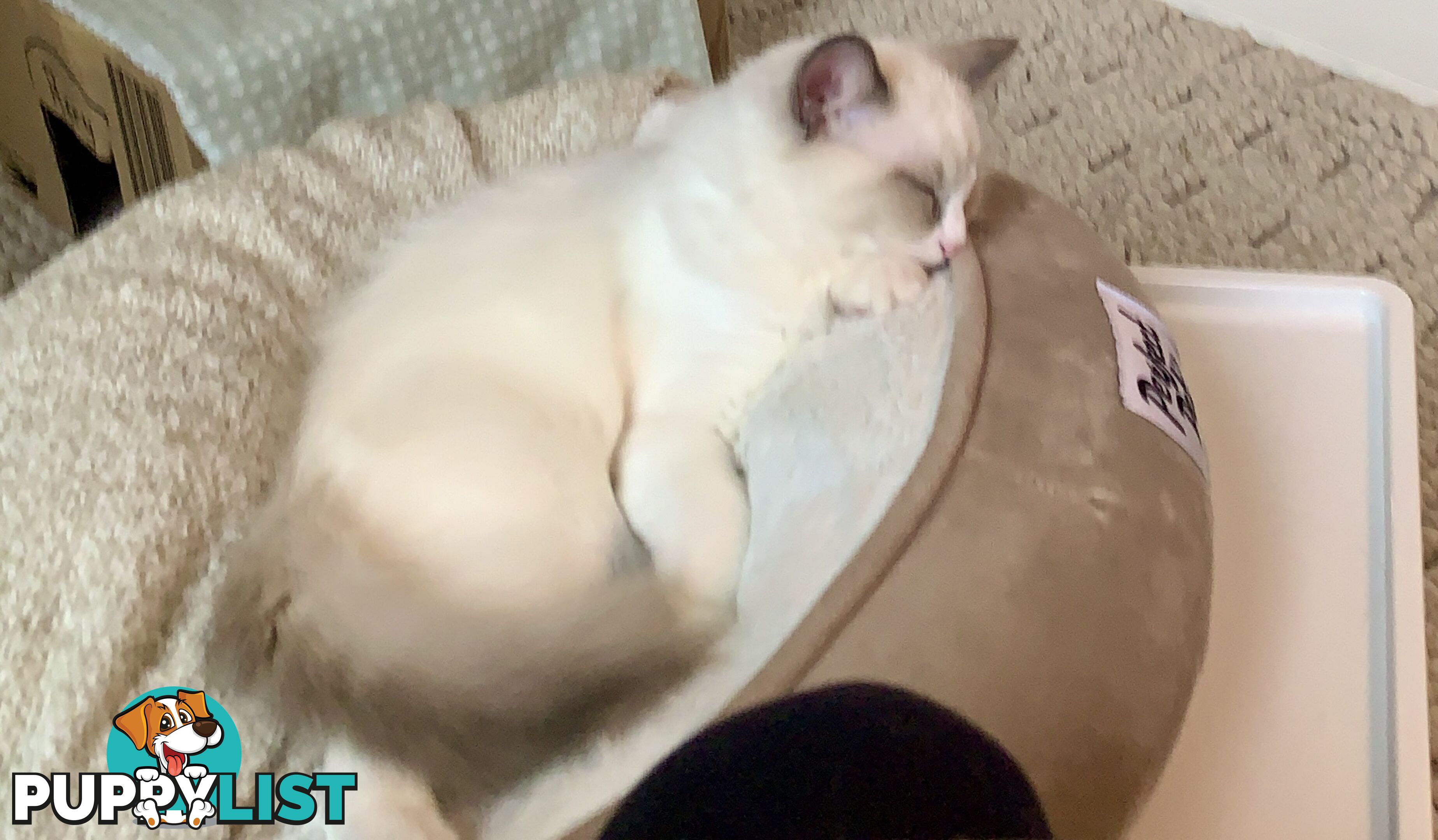 Ragdoll kitten purebred