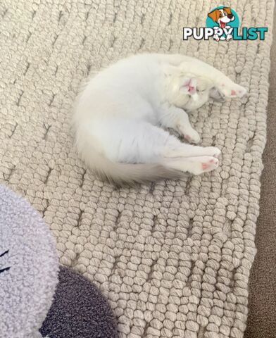 Ragdoll kitten purebred