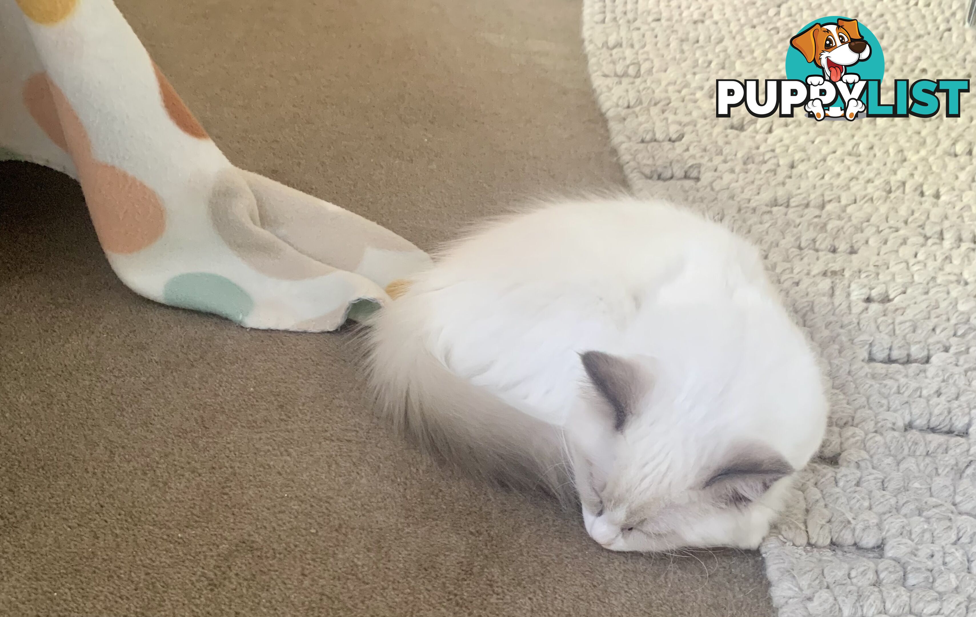 Ragdoll kitten purebred