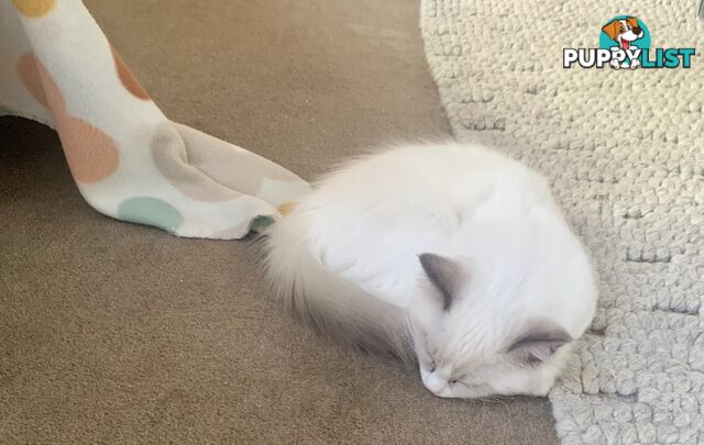 Ragdoll kitten purebred