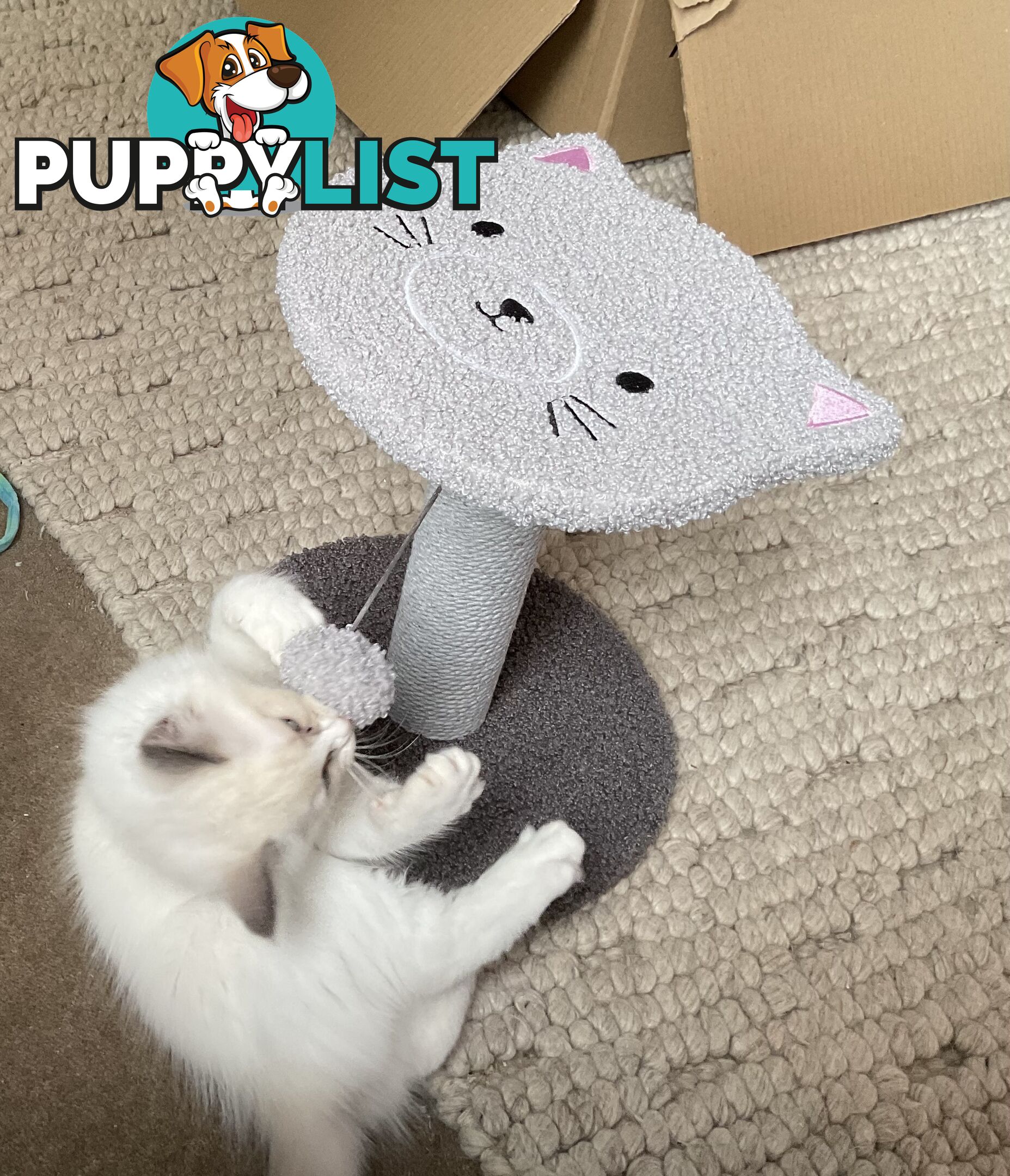 Ragdoll kitten purebred