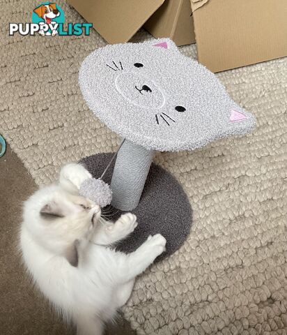 Ragdoll kitten purebred