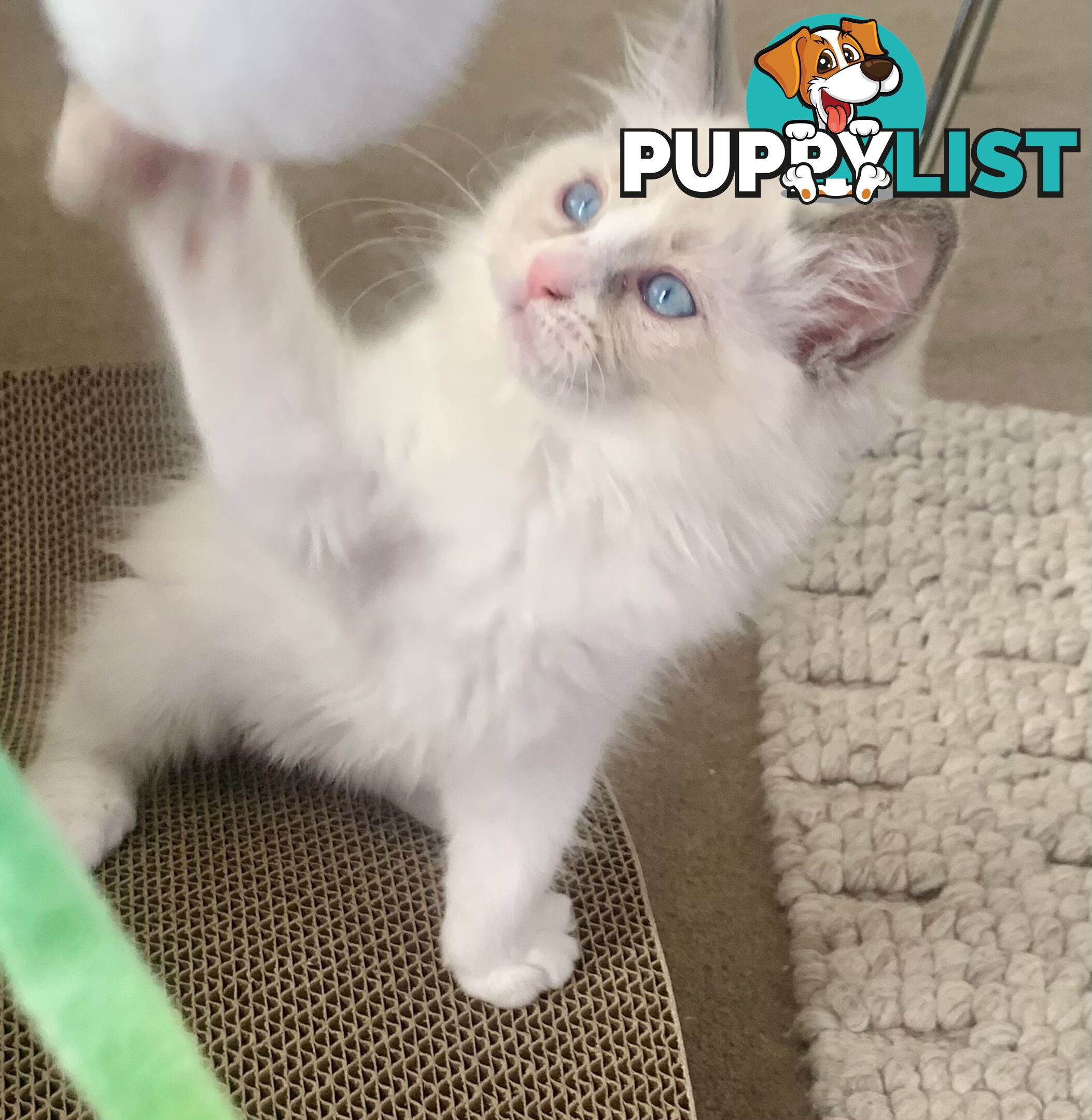Ragdoll kitten purebred
