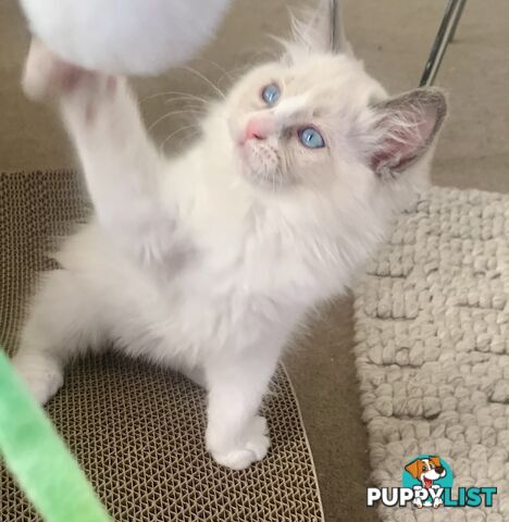 Ragdoll kitten purebred