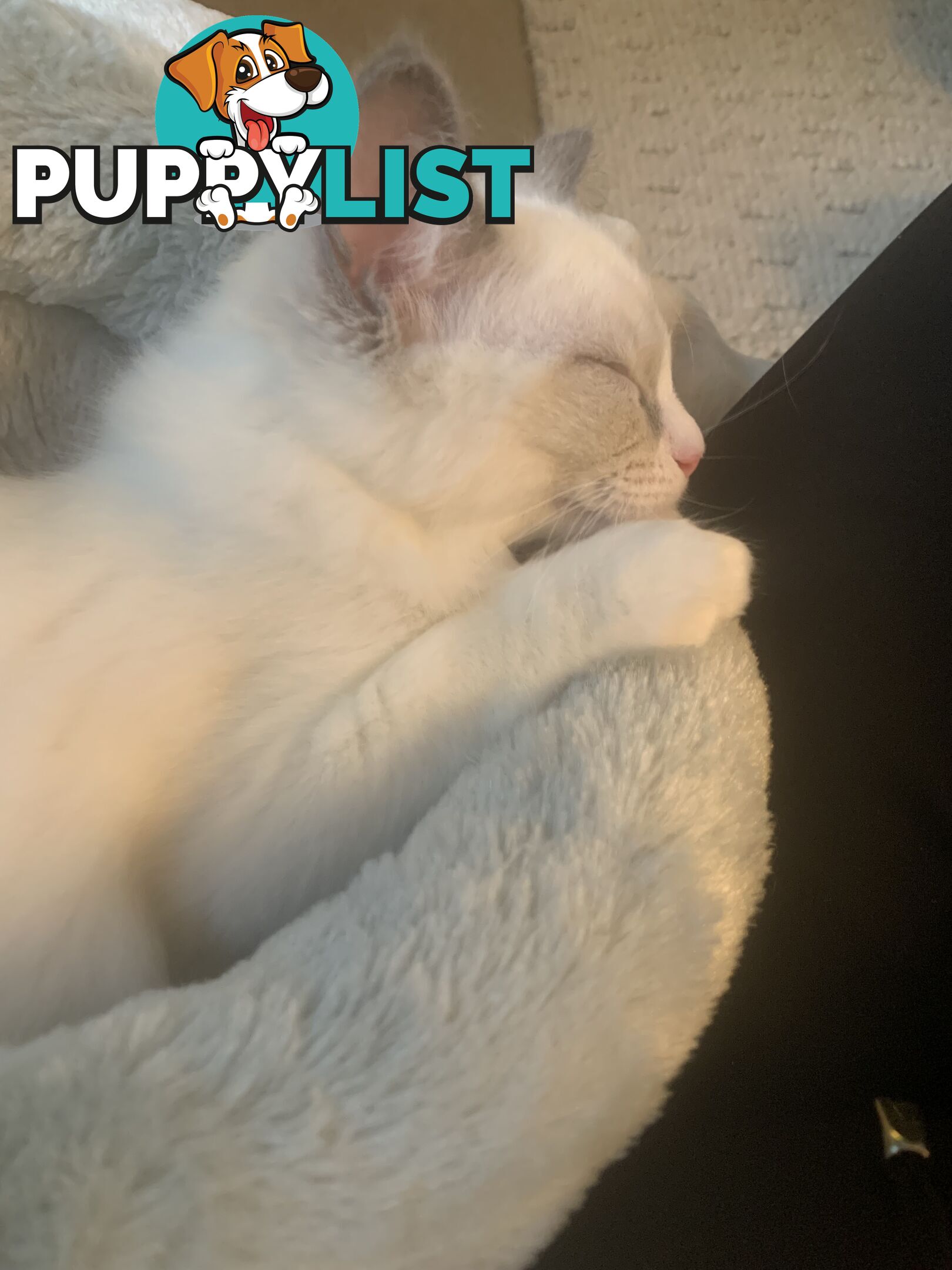 Ragdoll kitten purebred