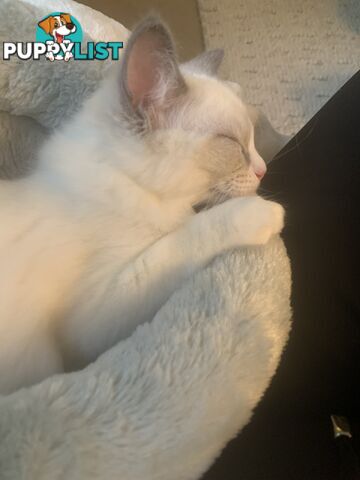 Ragdoll kitten purebred