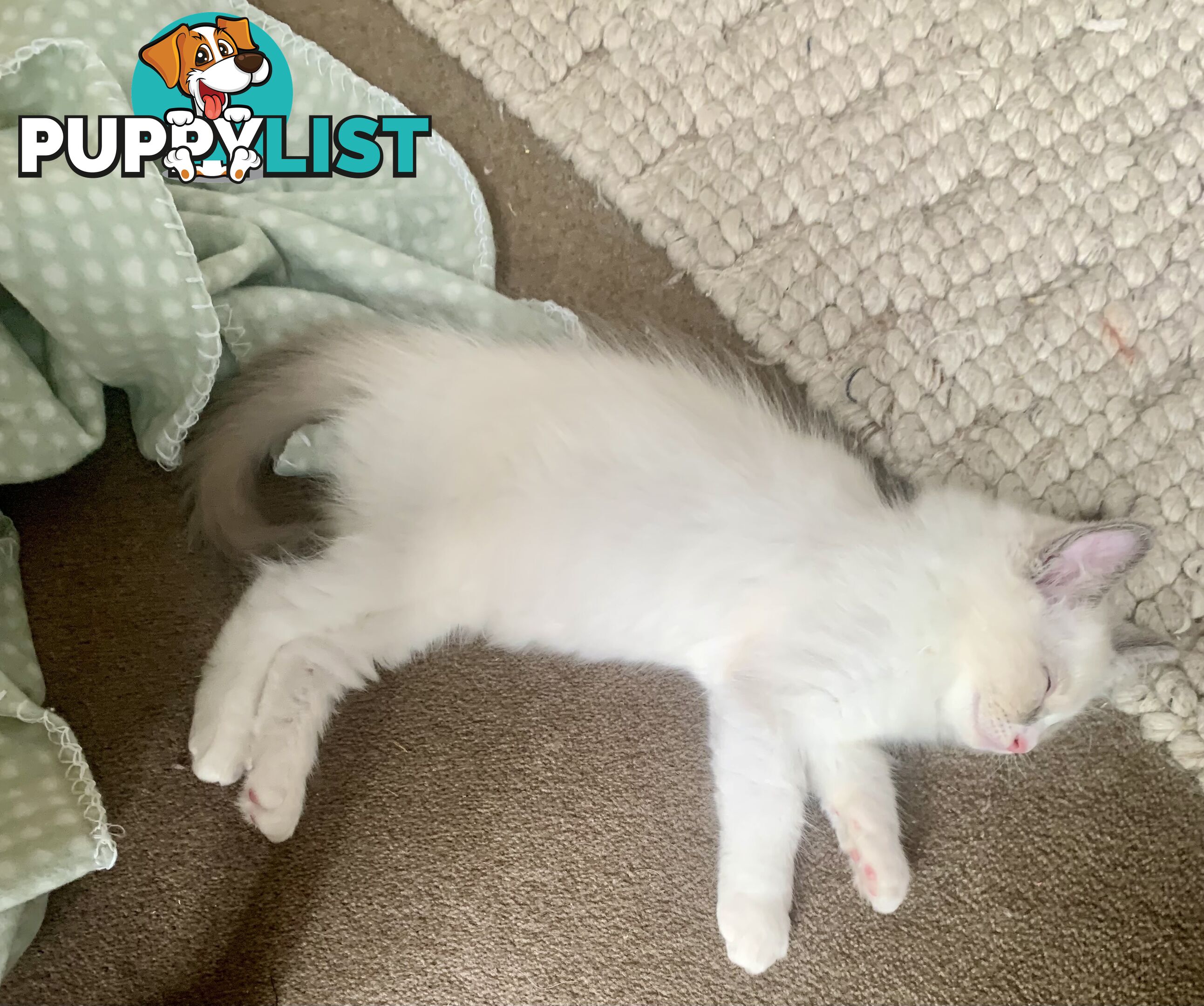 Ragdoll kitten purebred