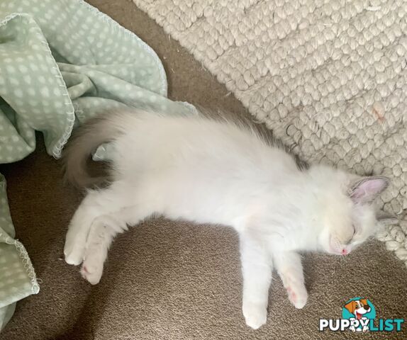Ragdoll kitten purebred