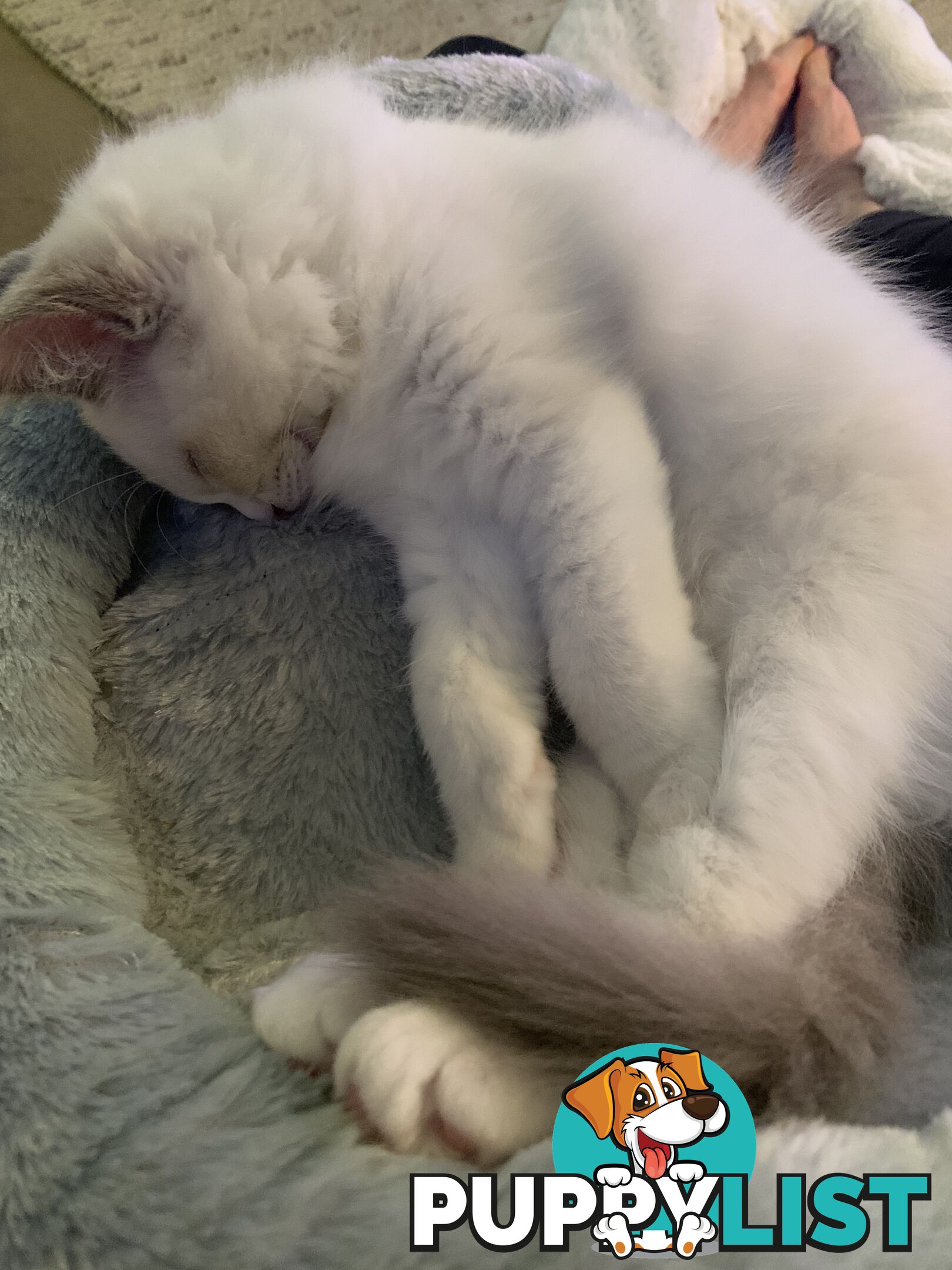 Ragdoll kitten purebred