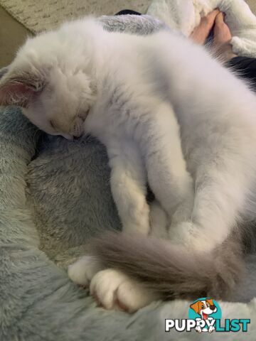 Ragdoll kitten purebred