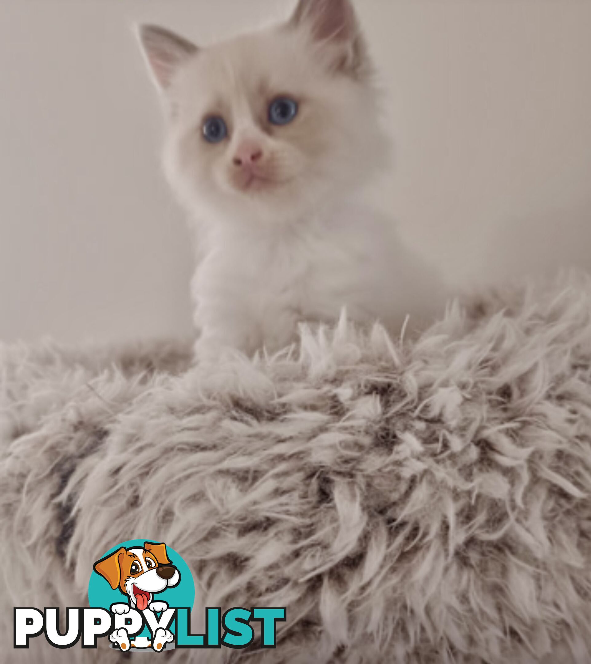 Ragdoll kitten purebred