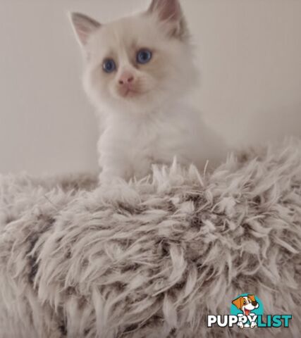Ragdoll kitten purebred