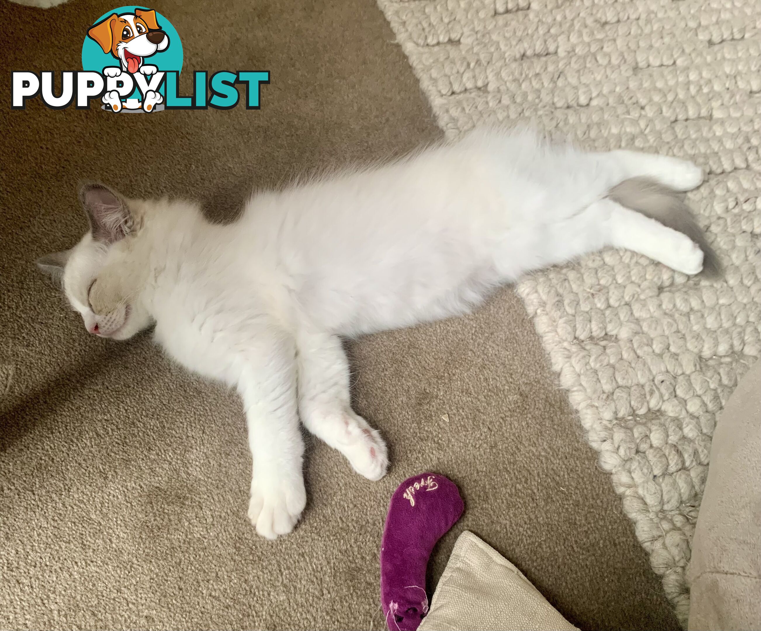 Ragdoll kitten purebred