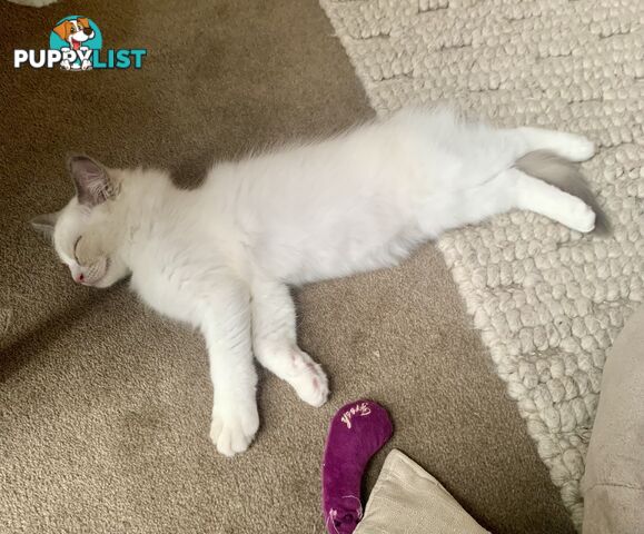 Ragdoll kitten purebred