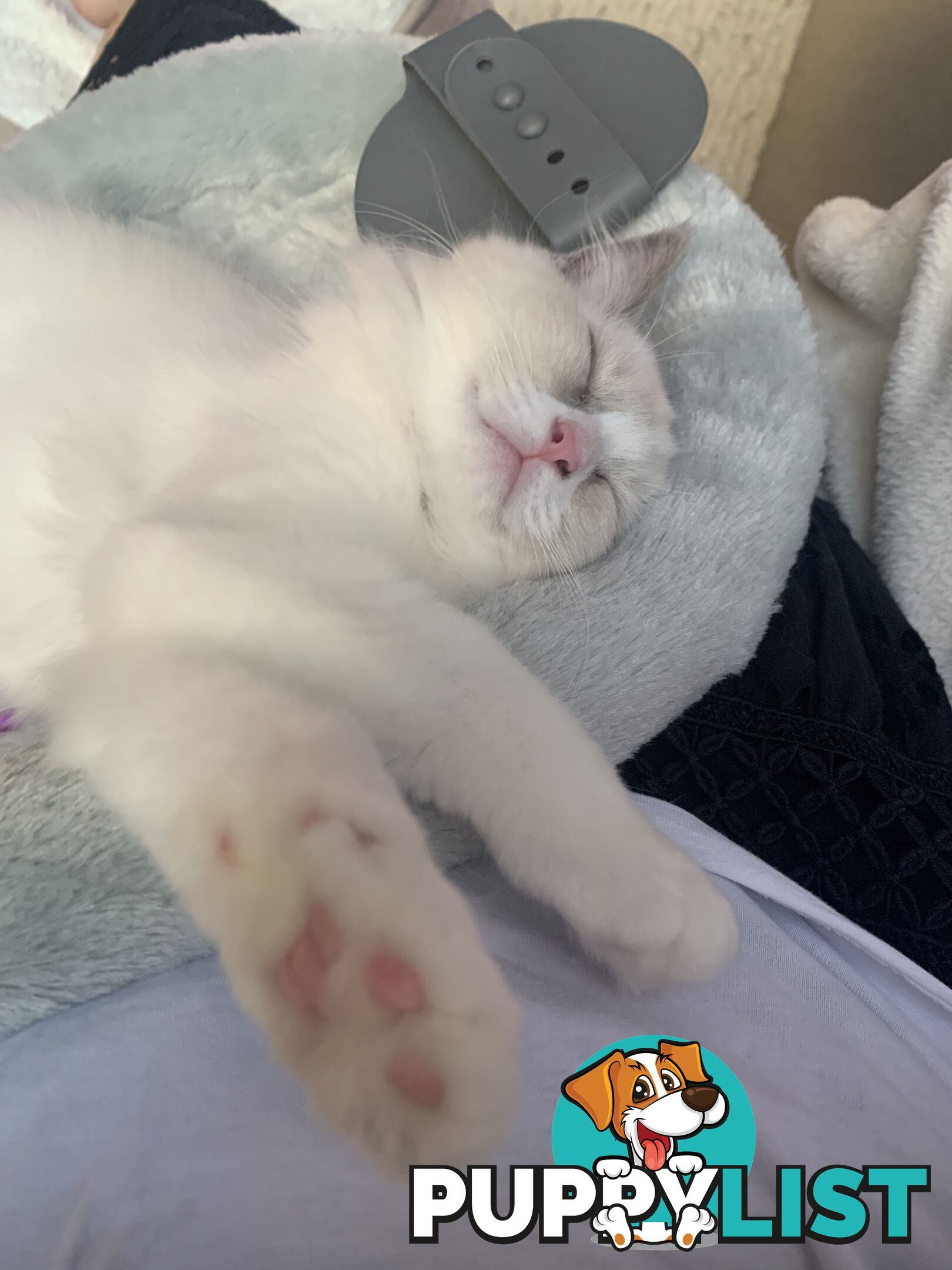 Ragdoll kitten purebred