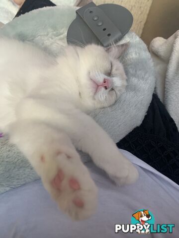 Ragdoll kitten purebred
