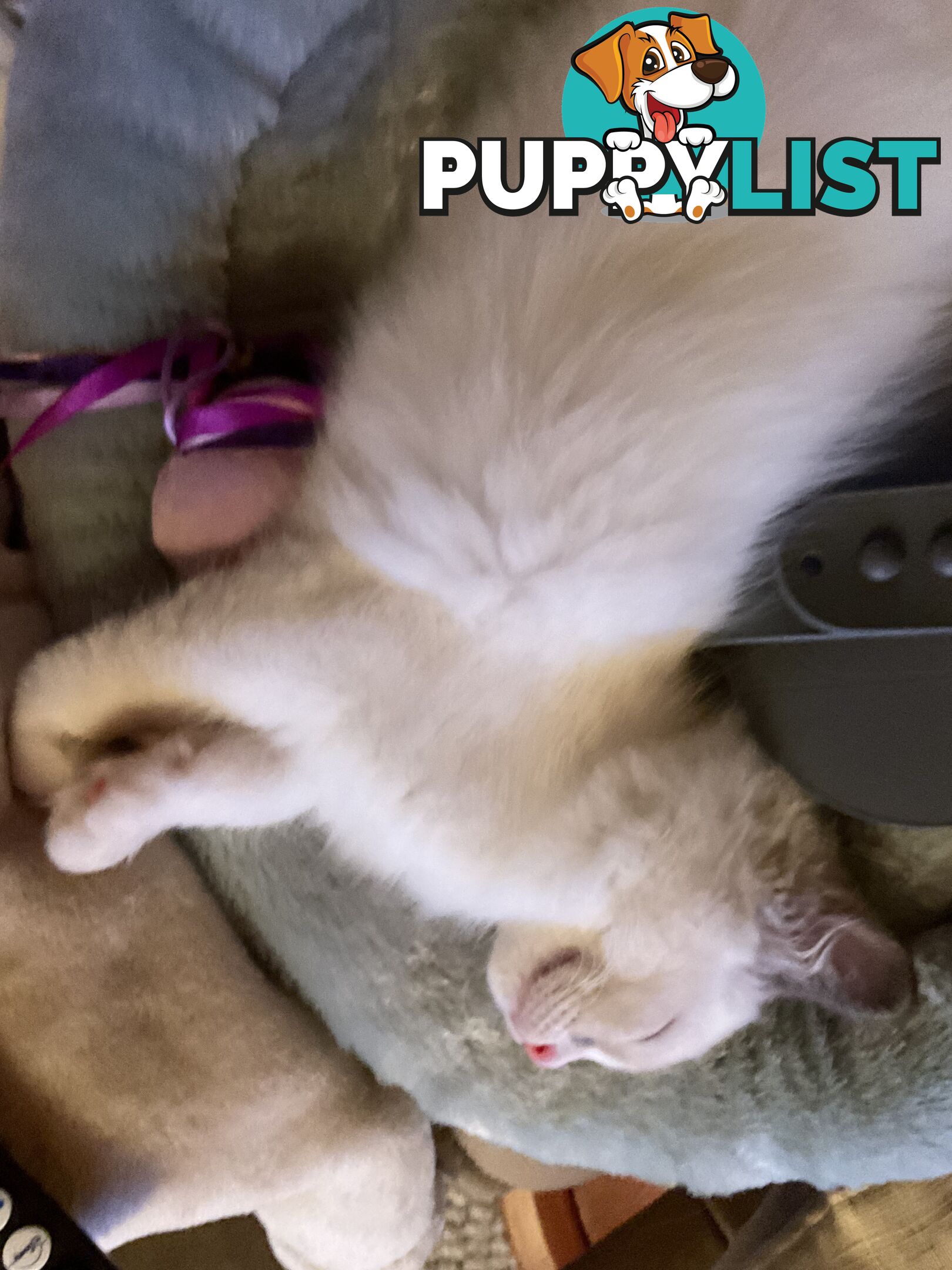 Ragdoll kitten purebred