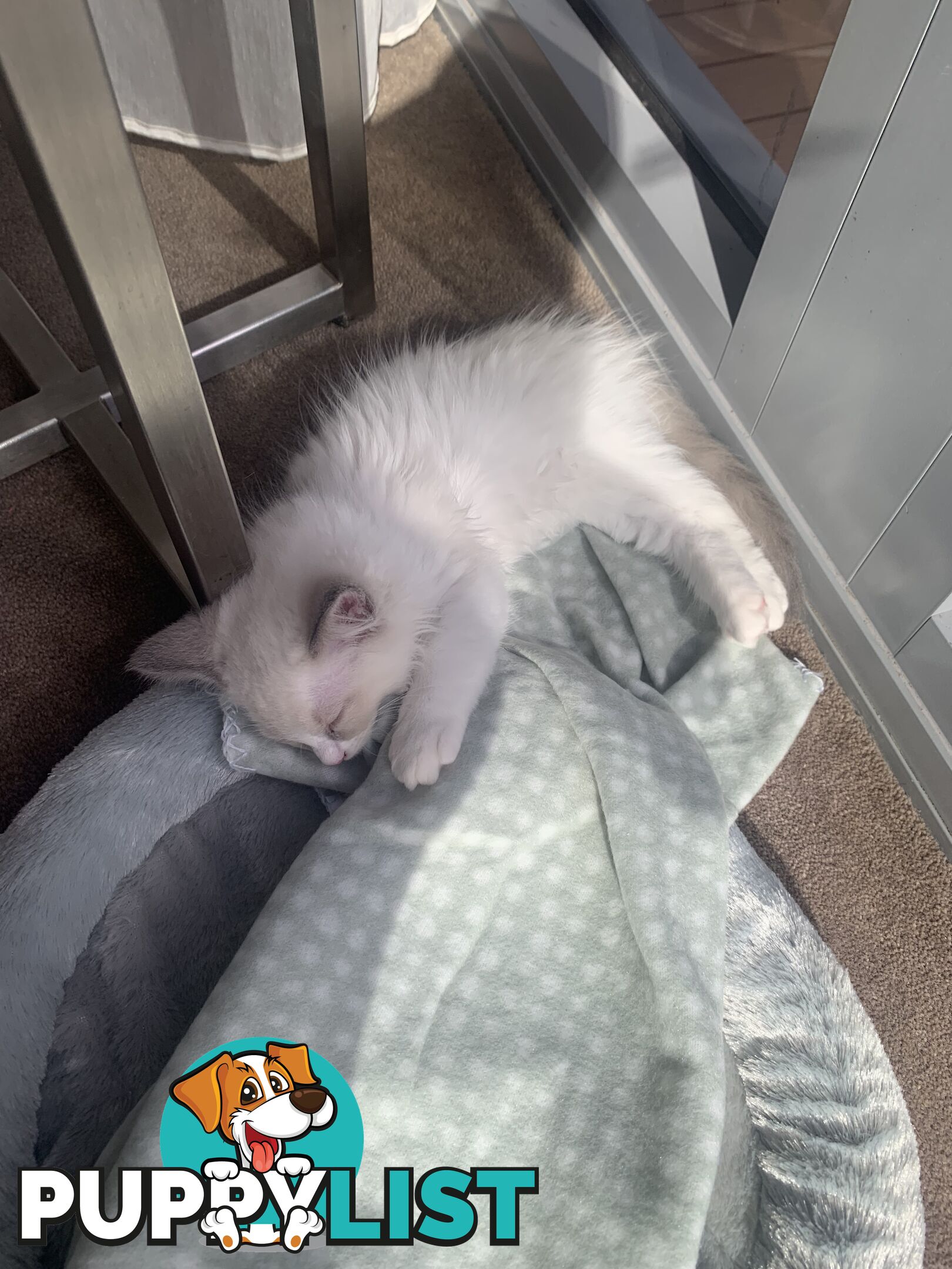 Ragdoll kitten purebred