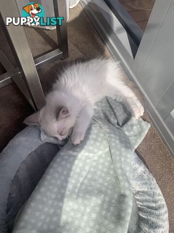 Ragdoll kitten purebred